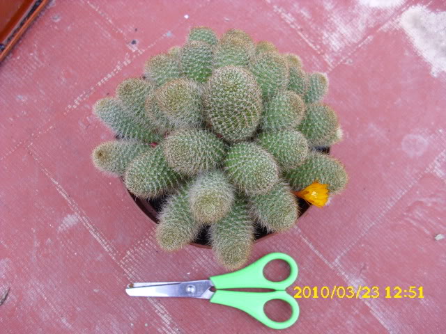 DSCI0010-1.jpg
