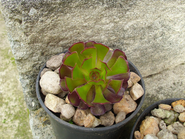 DSCI0077.JPG