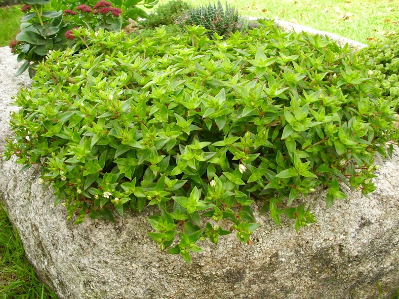 DSCI0083.JPG