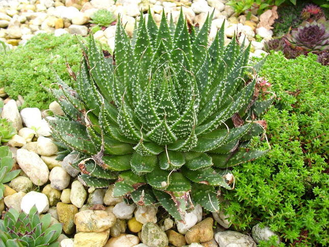 DSCI0086.JPG