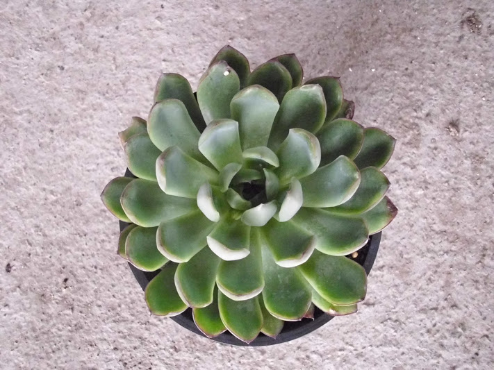 DSCI0104.JPG