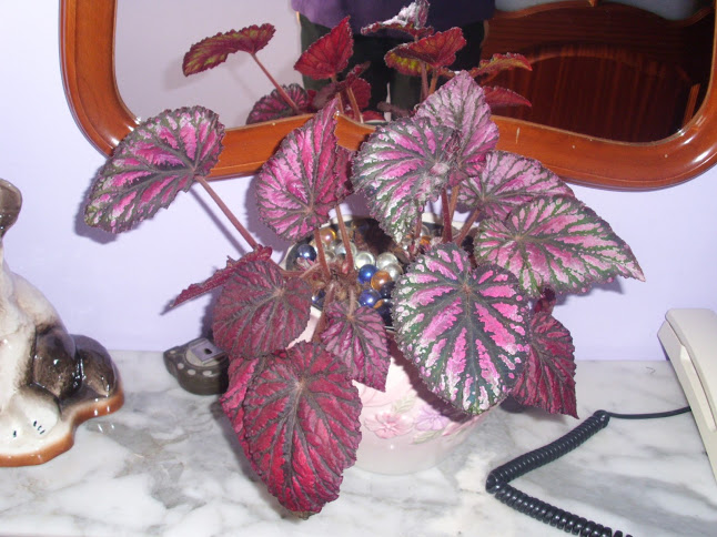 DSCI0127.JPG