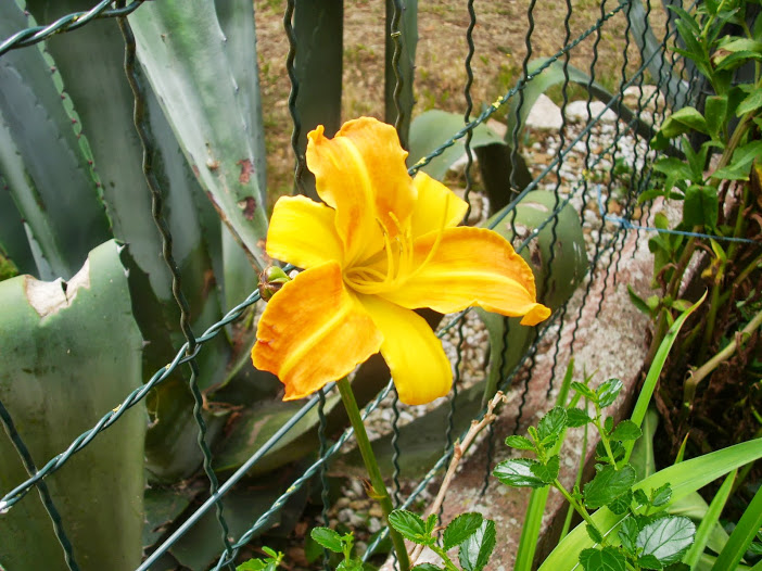 DSCI0216.JPG