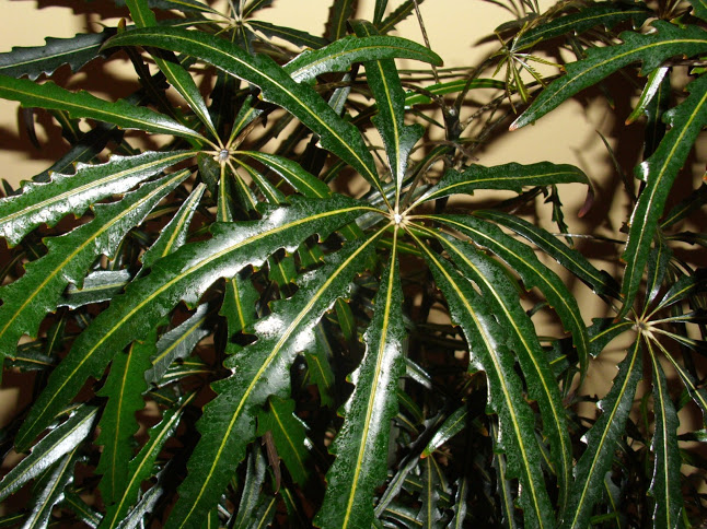 DSCI0222.JPG