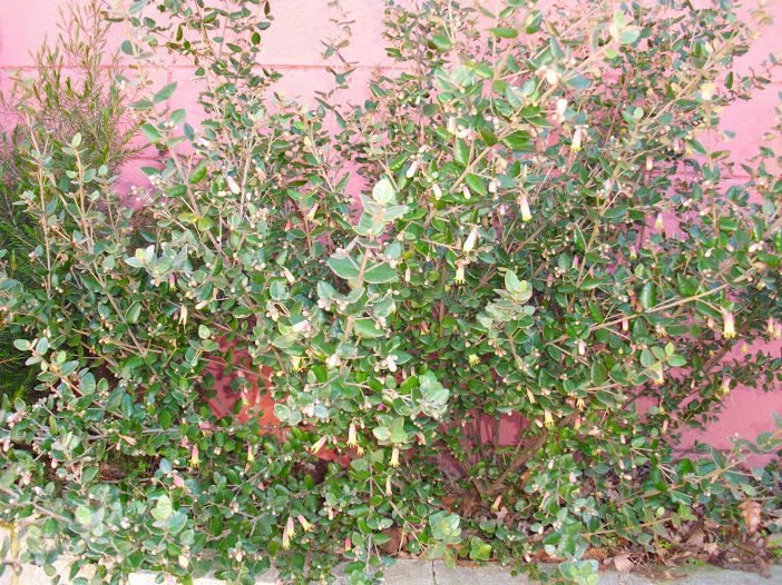 DSCI0233.JPG