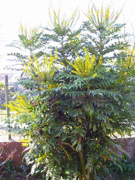 DSCI0237.JPG