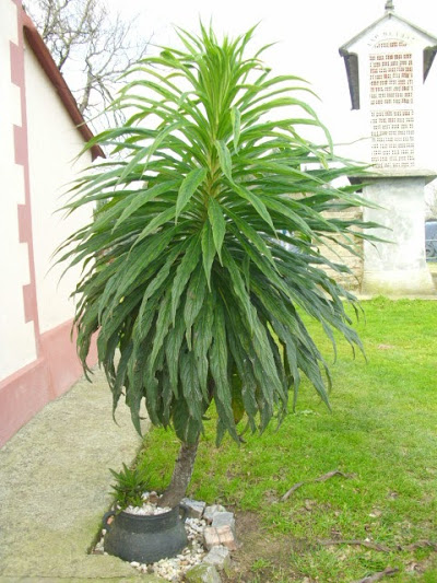 DSCI0249.JPG
