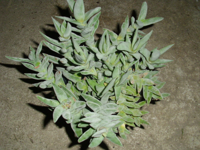 DSCI0254.JPG