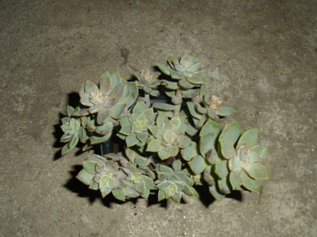 DSCI0256.JPG