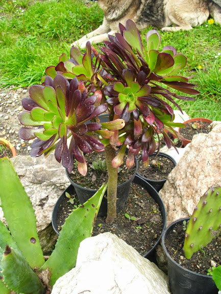 DSCI0285.JPG