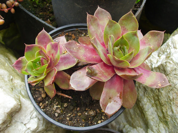 DSCI0293.JPG