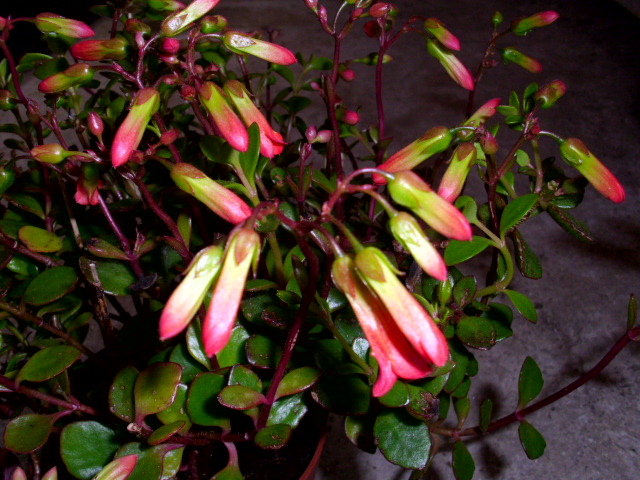 DSCI0324.JPG