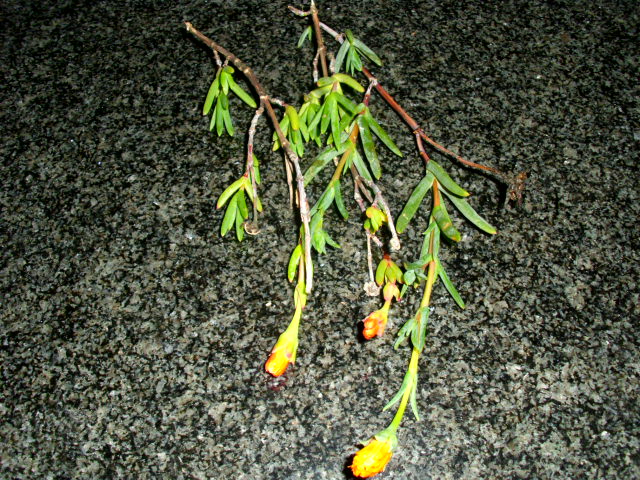 DSCI0339.JPG