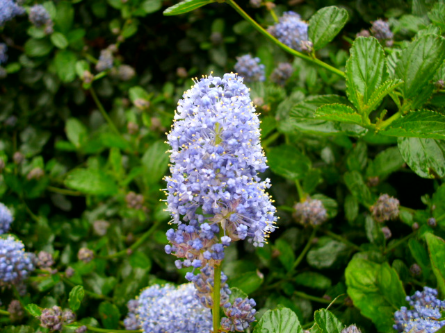 DSCI0374.JPG