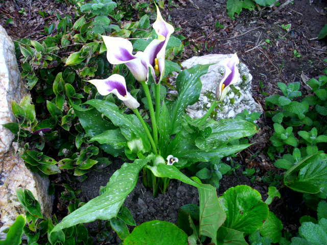 DSCI0376.JPG