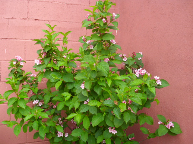 DSCI0378.JPG