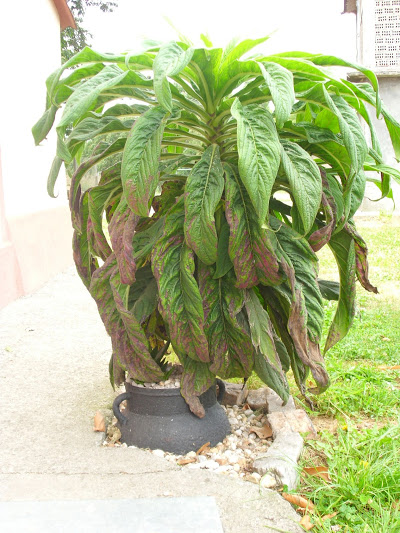 DSCI0839.JPG