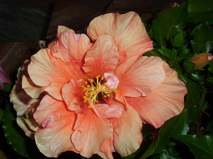DSCI0866.JPG