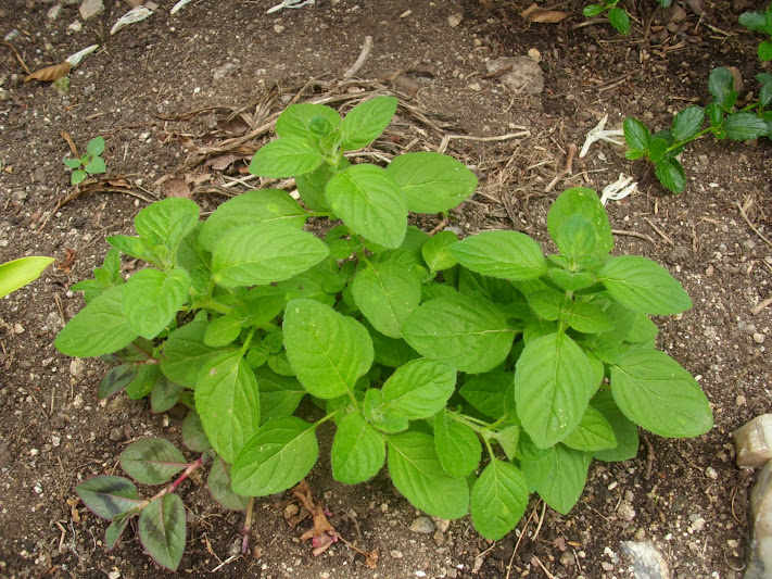 DSCI0874.JPG