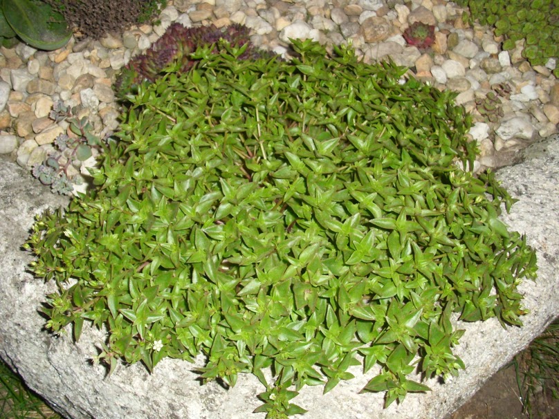 DSCI0922.JPG