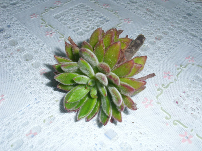 DSCI0923.JPG