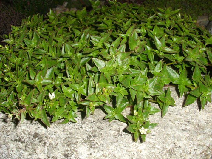 DSCI0924.JPG