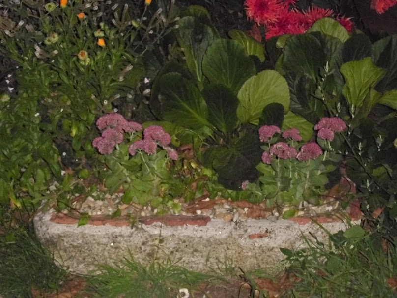DSCI0928.JPG
