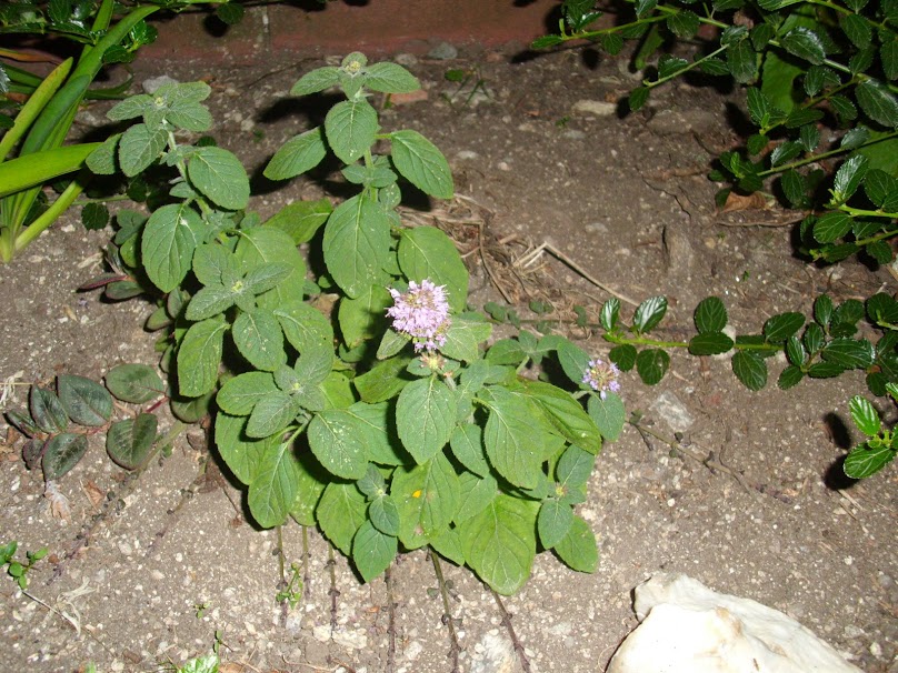 DSCI0932.JPG