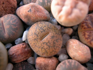 Dscn0006.jpg