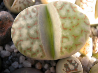 Dscn0007.jpg