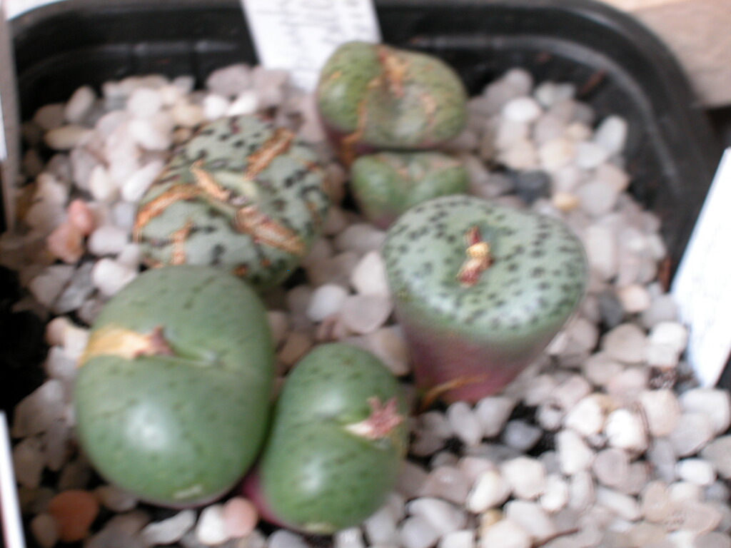 Dscn0014~0.jpg