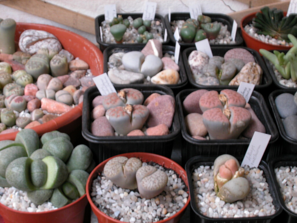 Dscn0016%7E1.jpg