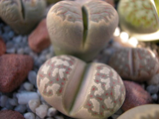 Dscn0018.jpg