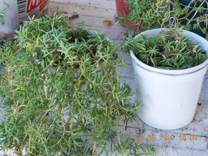 DSCN0021.JPG