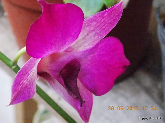 DSCN0026.JPG