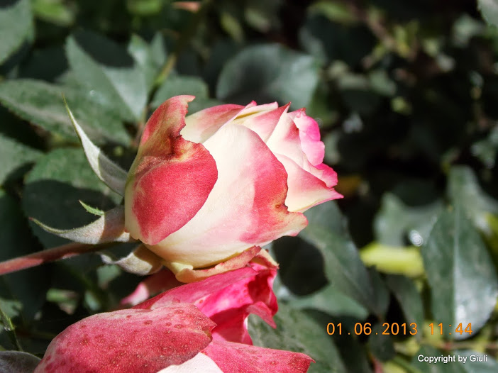 DSCN0035.JPG