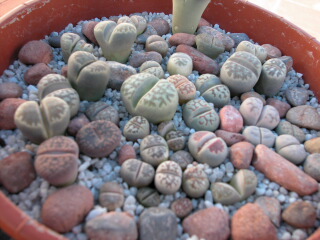 Dscn0037.jpg