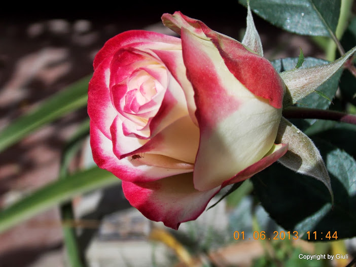 DSCN0037.JPG