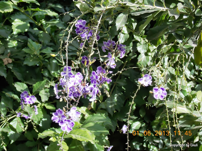 DSCN0038.JPG
