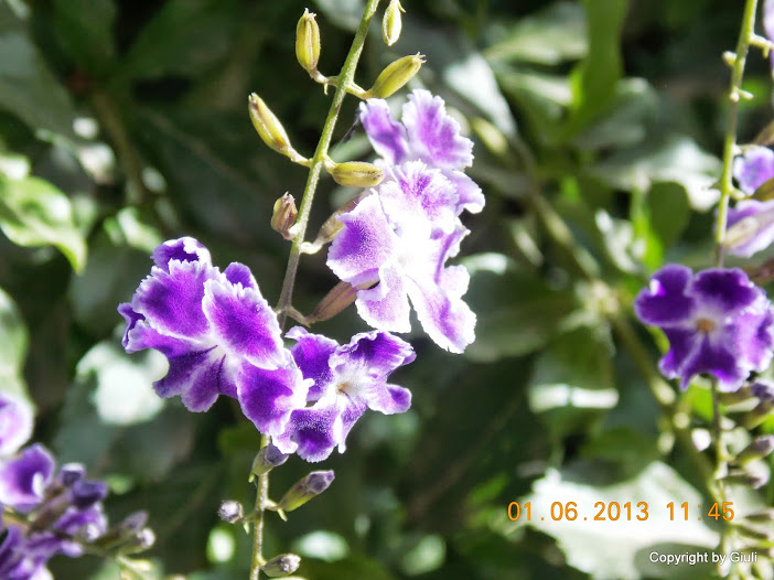 DSCN0041.JPG