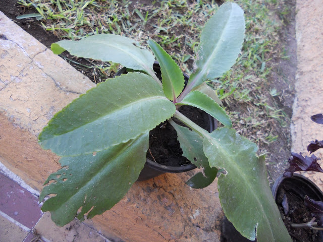 DSCN0043.JPG