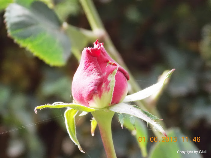 DSCN0043.JPG