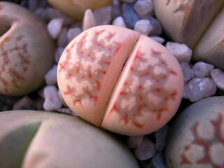 Dscn0044.jpg