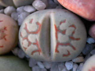Dscn0045.jpg