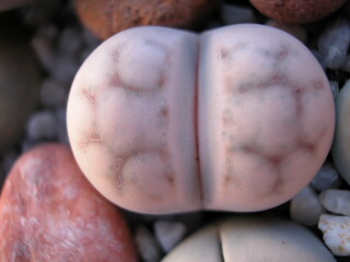 Dscn0046.jpg