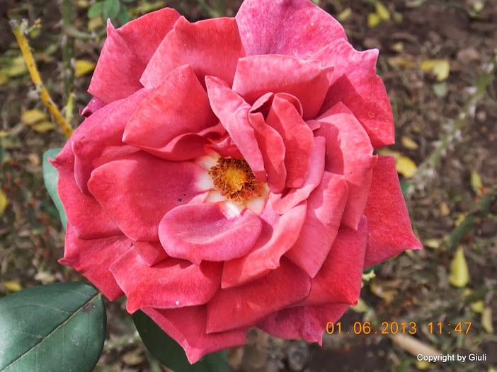 DSCN0046.JPG