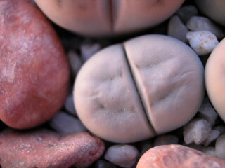 Dscn0047.jpg