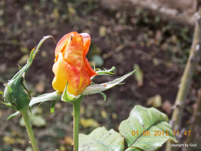 DSCN0047.JPG