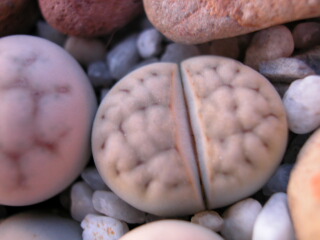 Dscn0048.jpg