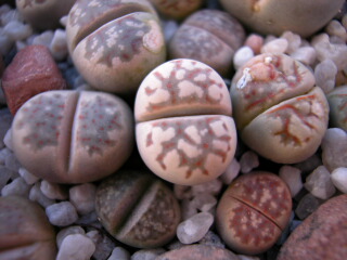 Dscn0051.jpg